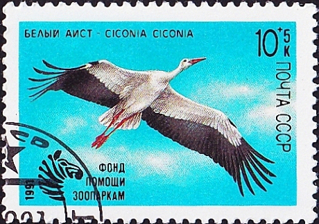  1991  .   (Ciconia ciconia) .  0,50 .